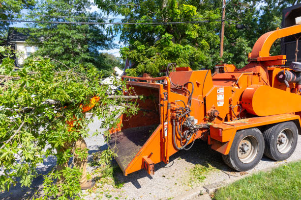 The Steps Involved in Our Tree Care Process in Rural Hall, NC